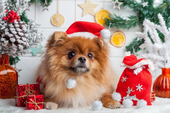 クリスマスの飾りに囲まれた犬