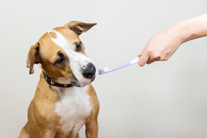 歯ブラシを持つ手と犬