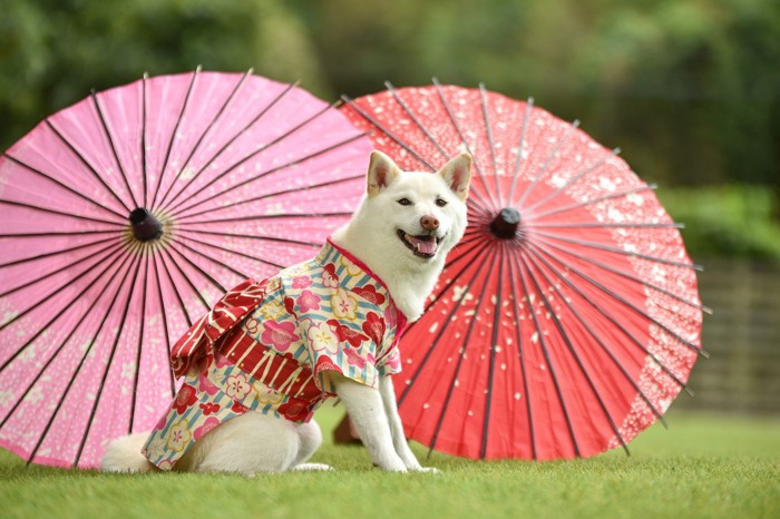 和傘の前で写真を撮る着物姿の白柴