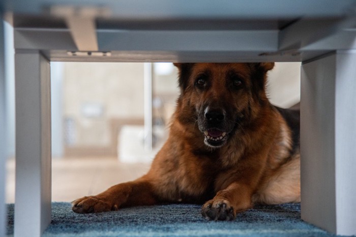 家具の下から見る犬