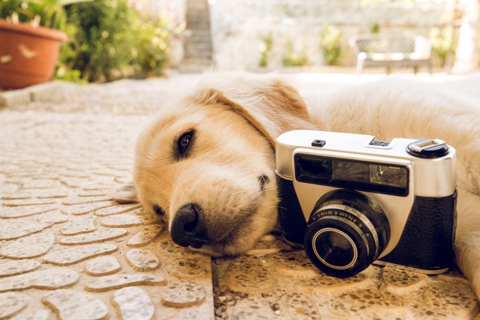 カメラと犬