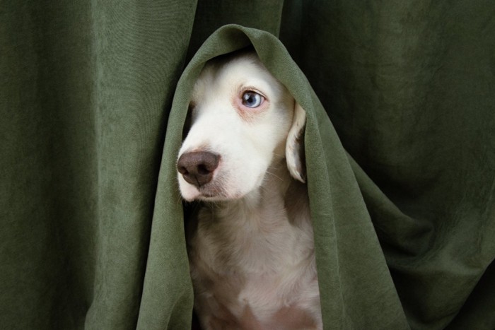カーテンの影に隠れている犬