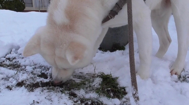 電柱の前の草を食べる秋田犬