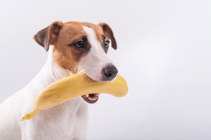 バナナをくわえた犬