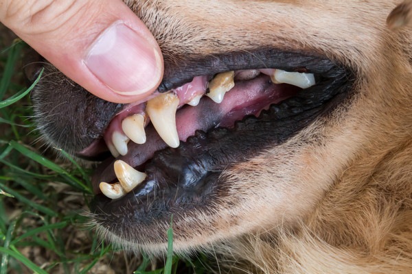 歯を見られる犬