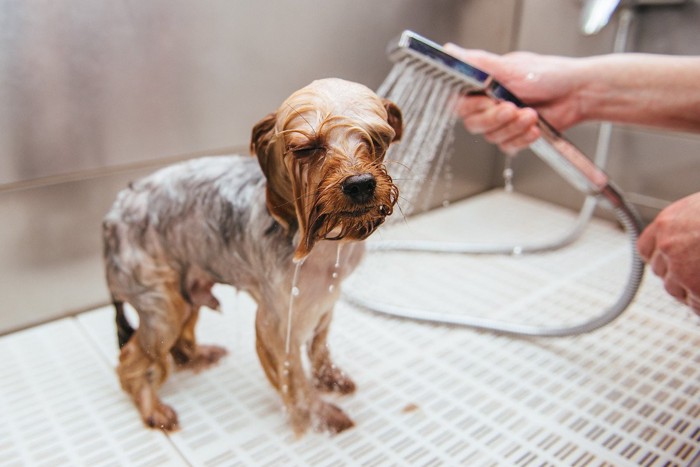 全身をシャワーで洗われた犬