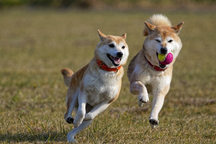 走り回る２頭の柴犬