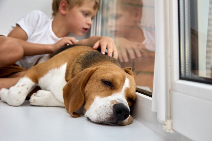 窓際で外を眺める少年と寝ている犬