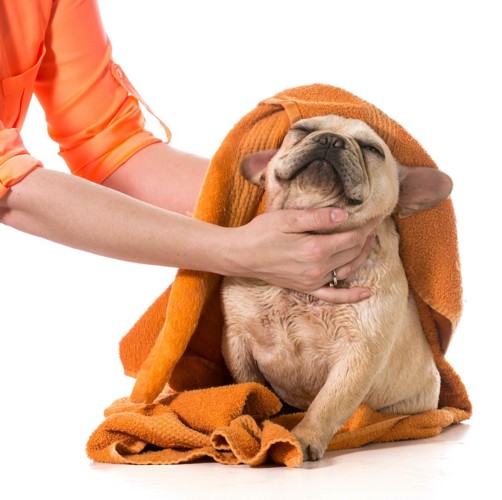 飼い主にタオルで体を拭かれている犬