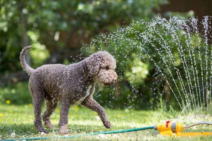 スプリンクラーの水を浴びる犬