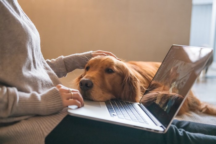 女性の作業するパソコンに顎を乗せる犬