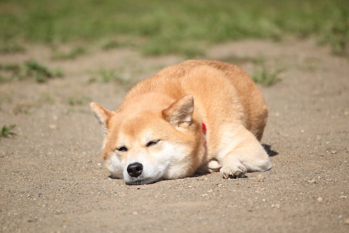 砂の地面に伏せる柴犬
