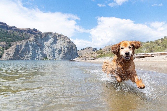 水の中を楽しそうに走っている犬