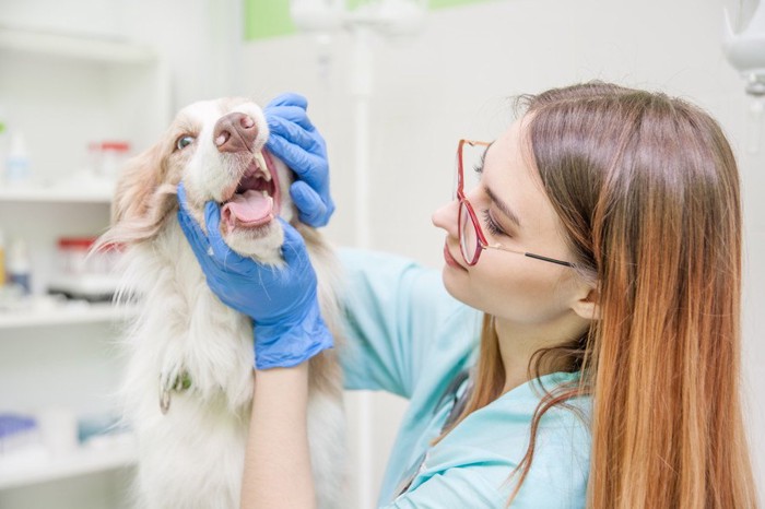 237363326 獣医に口を診られる犬