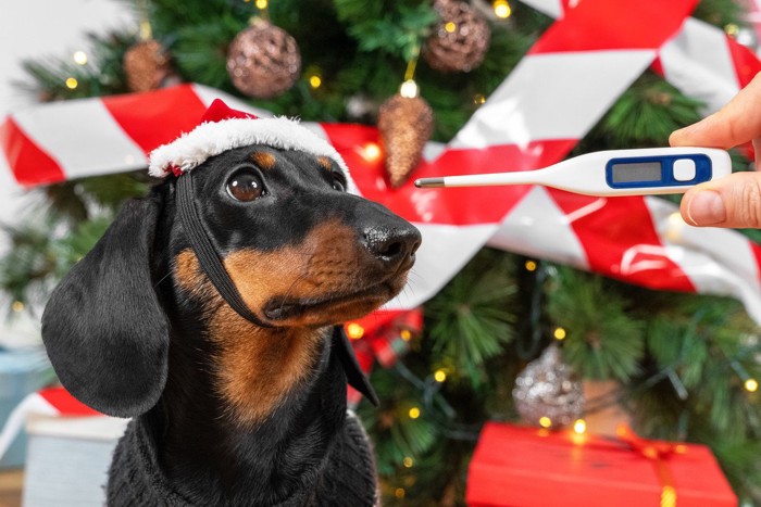 クリスマスの犬と体温計