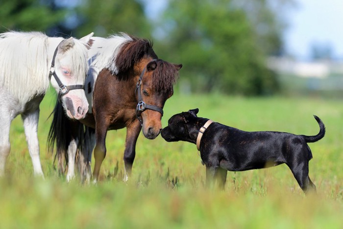 馬と顔を近づける犬