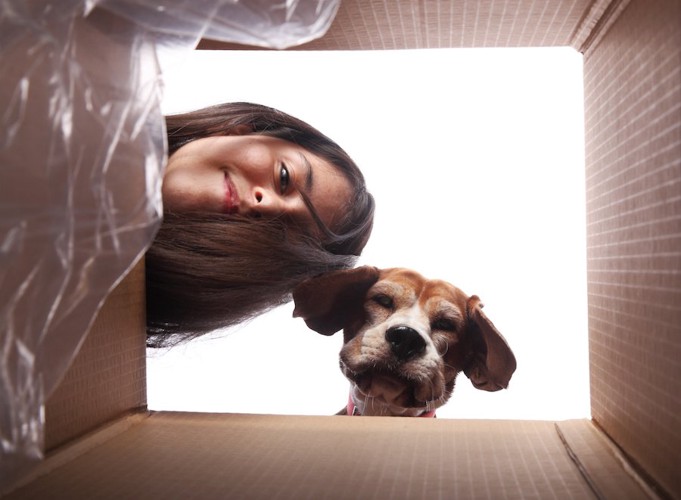 箱の中を覗く女性と犬