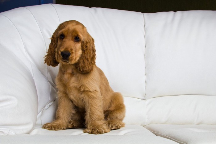 ソファーの上に座って悲しそうな顔をしている犬