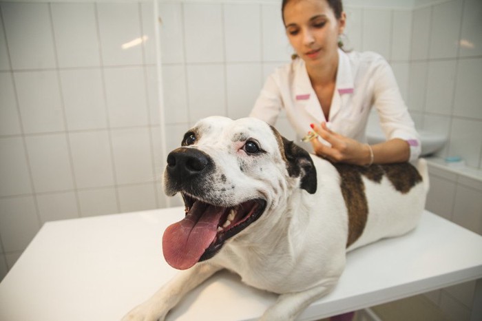 笑顔で注射を受ける犬