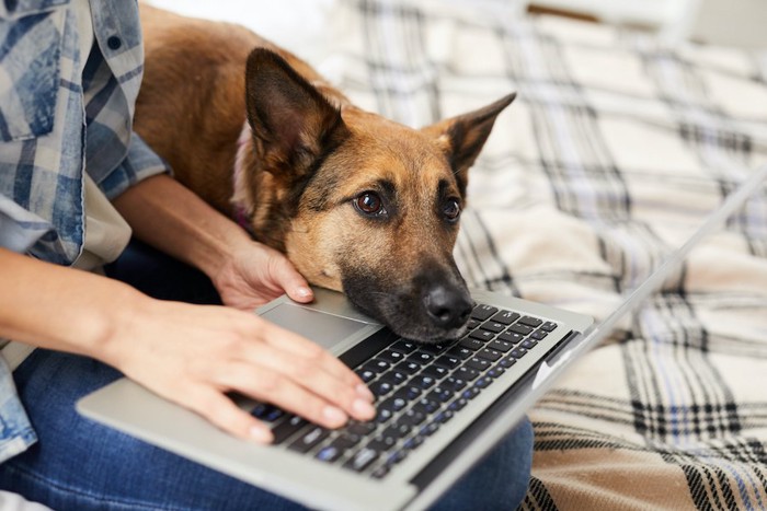 仕事をする男性のパソコンに顔を乗せる犬