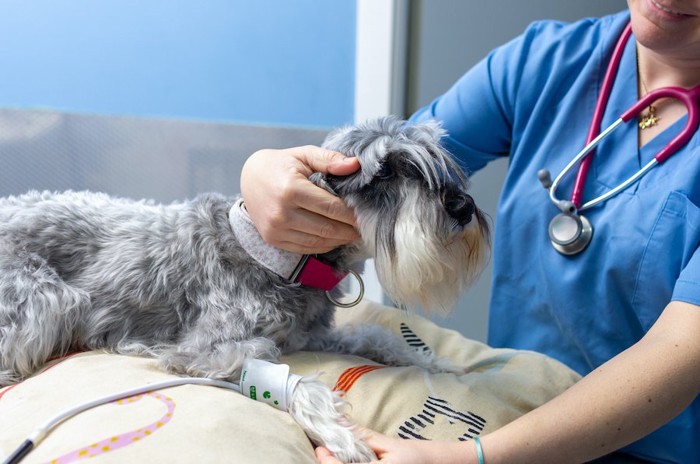 病院で血圧を測る犬