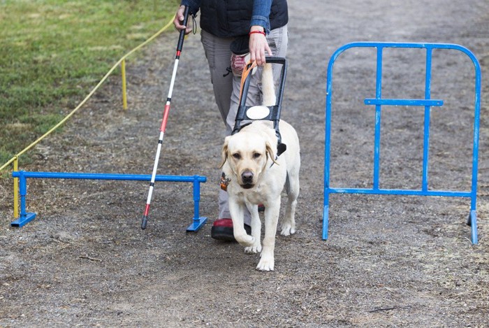 青い障害物を避けて歩く盲導犬、ラブラドール
