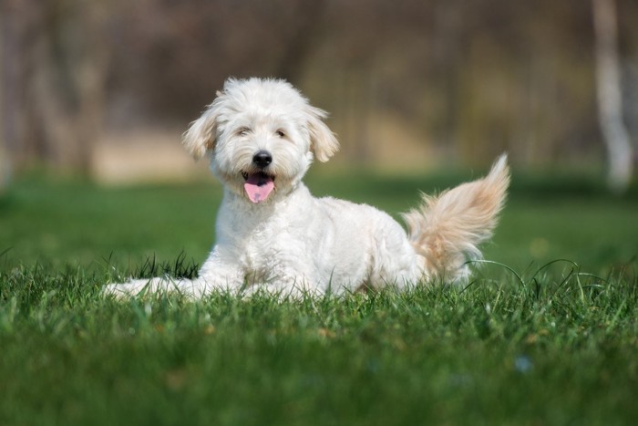 芝生に伏せてしっぽをふる白い犬