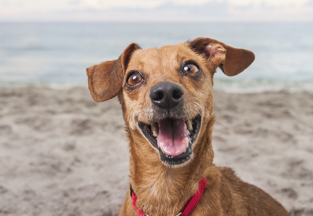 海岸で笑顔の犬