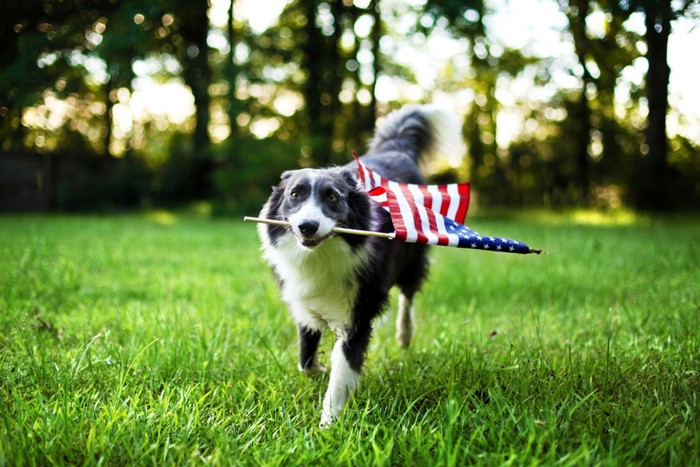 アメリカ国旗を持った犬