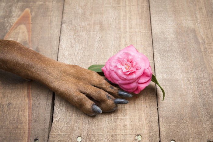 バラの花と犬の前足