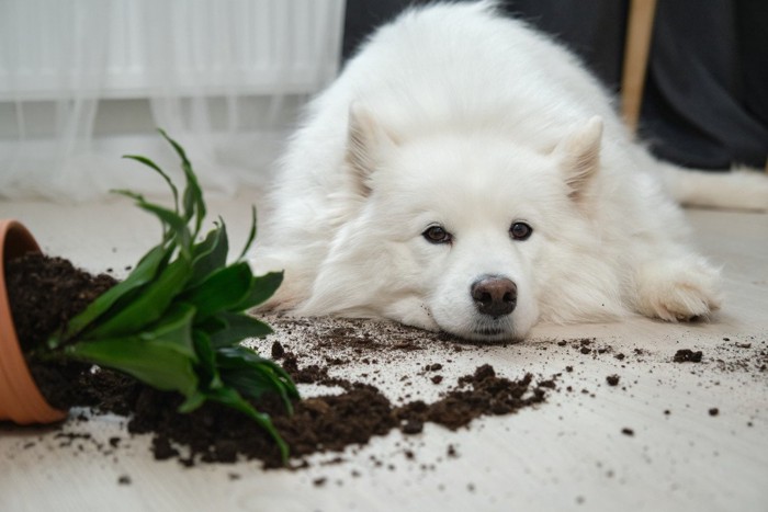 倒れた植木鉢と犬