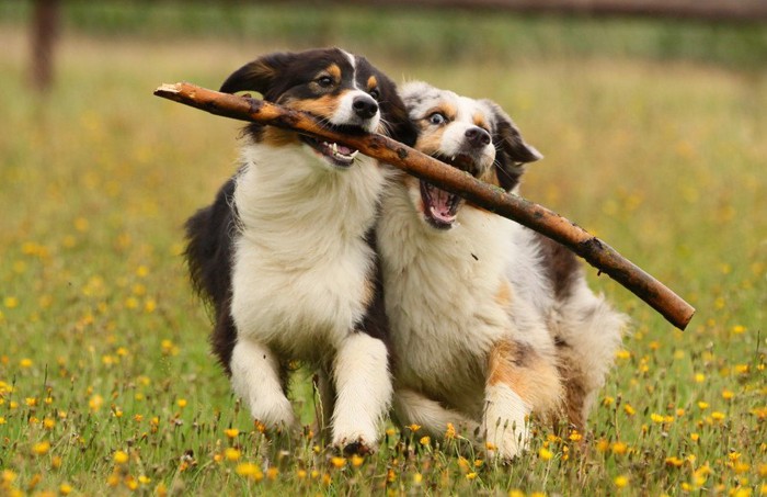 木の枝で遊ぶ2匹の犬