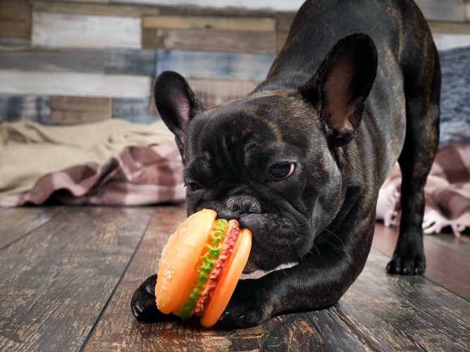 ハンバーガーの形のおもちゃで遊ぶ犬