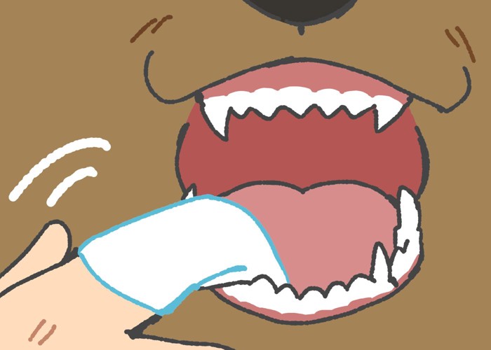 犬の歯の裏も磨く