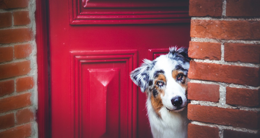 赤い玄関のドアからこっちを見る犬