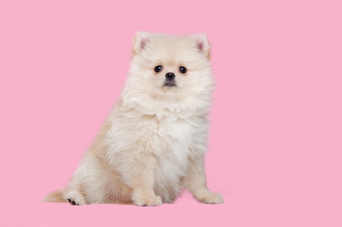ピンクの背景と座っているポメラニアンの子犬