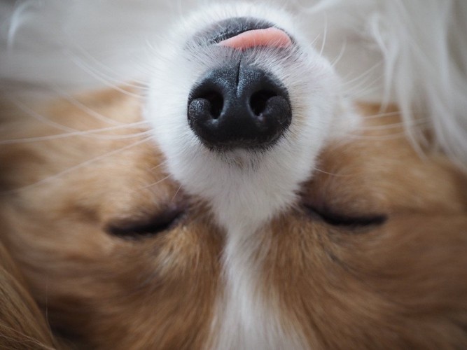 仰向けに寝ながら舌を出して寝ている犬