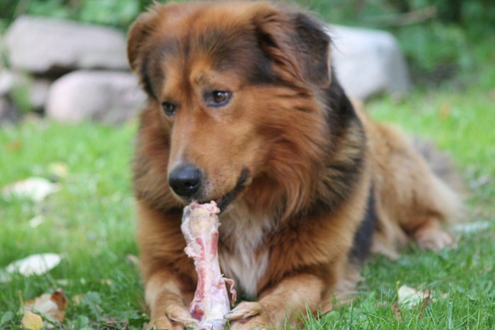 骨を噛む茶色い犬