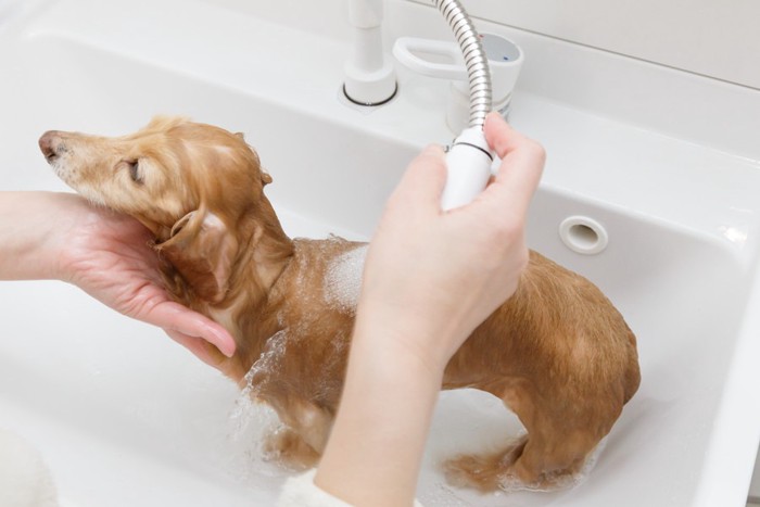 体を洗う犬
