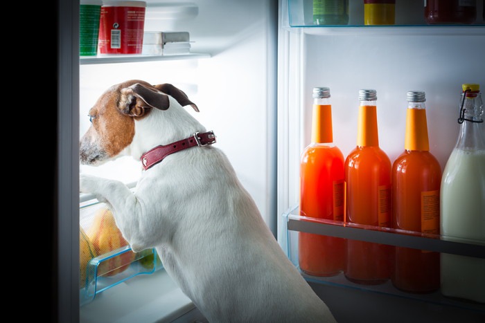 冷蔵庫を覗く犬
