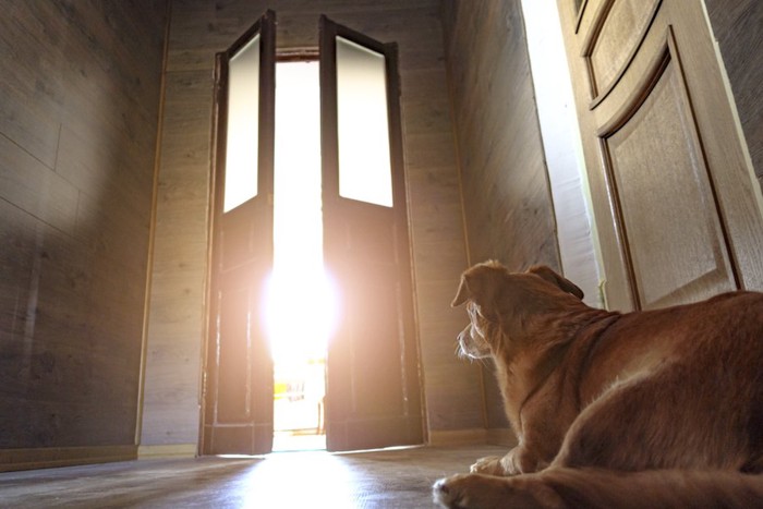 開きかけた玄関のドアの内側で待つ犬 