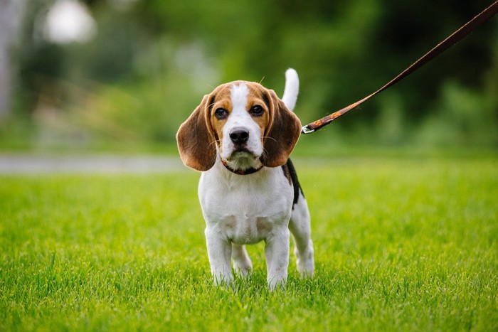 芝生の上を歩くビーグルの子犬