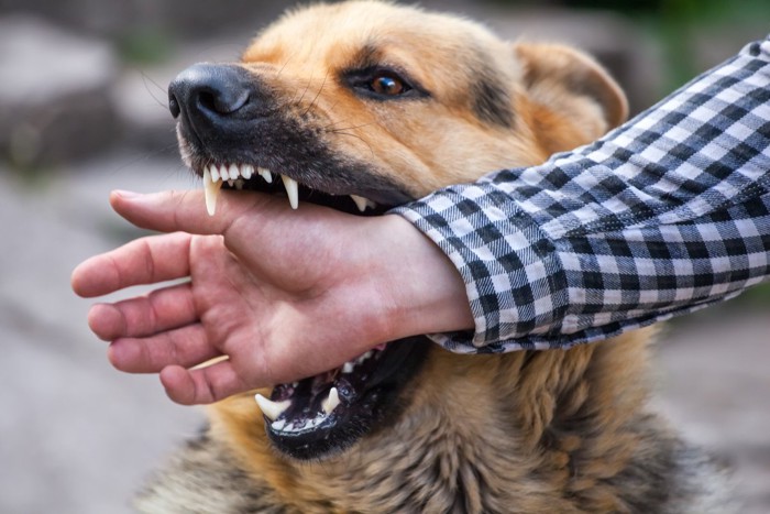 人の手を咬む犬