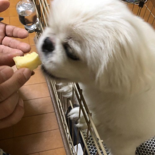 白い犬のリクがパンを食べる