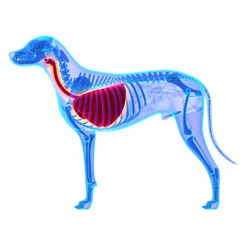 犬の肺のレントゲン