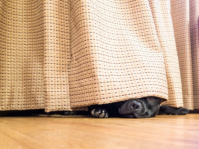 カーテンに隠れる犬