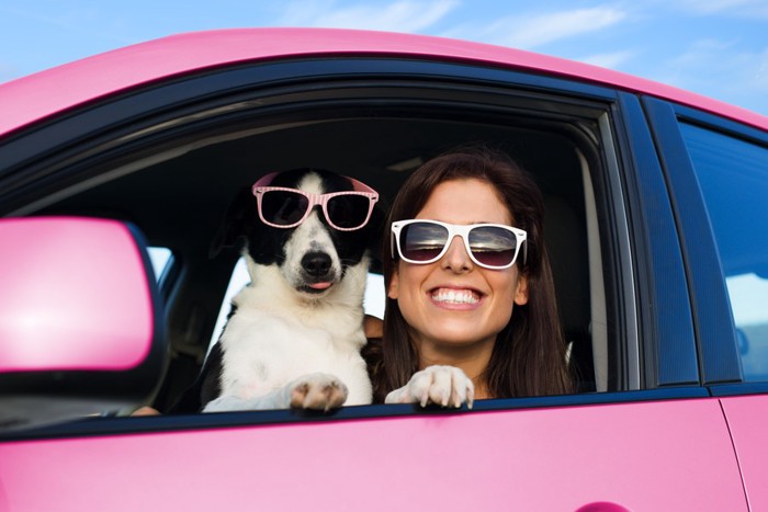 ピンクの車に乗りサングラスをかけた犬