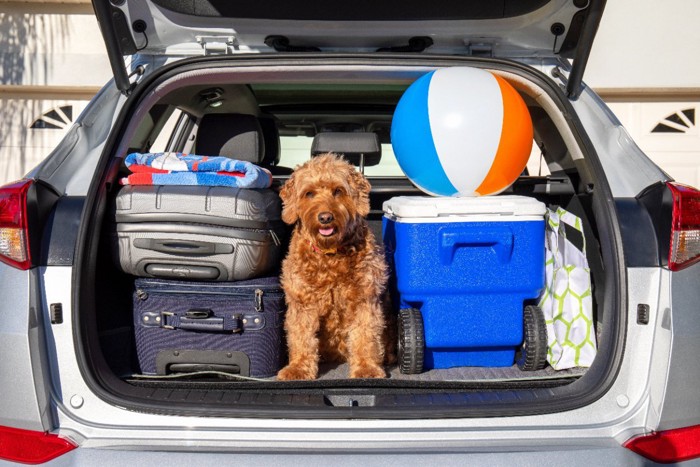 車内の大荷物と犬