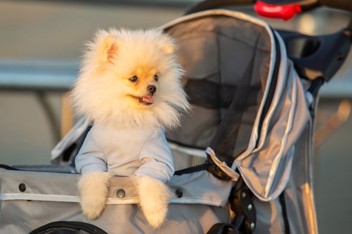 ペットカートで散歩する子犬