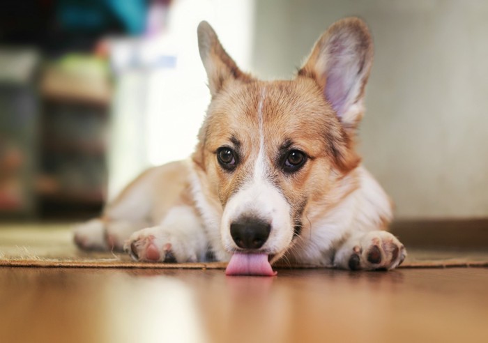床を舐める犬
